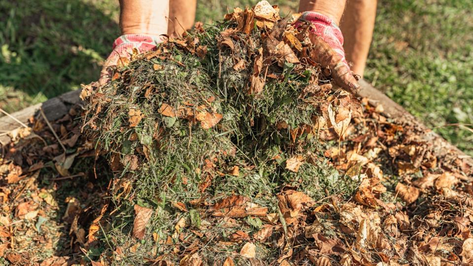 Shredded grass and dry fallen leaves of trees are used for mulching beds. Man's hands shovel grass cuttings and fallen leaves into compost heap in his backyard