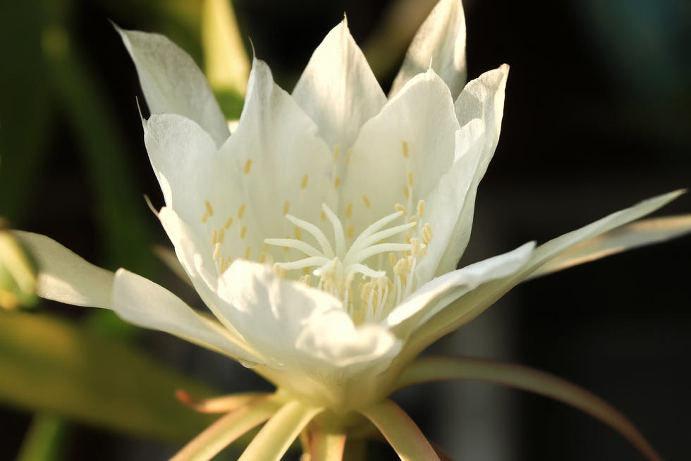 how to grow ric rac cactus