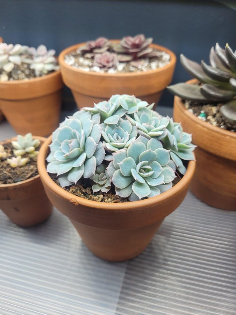 Help ID this leaf prop gone crazy