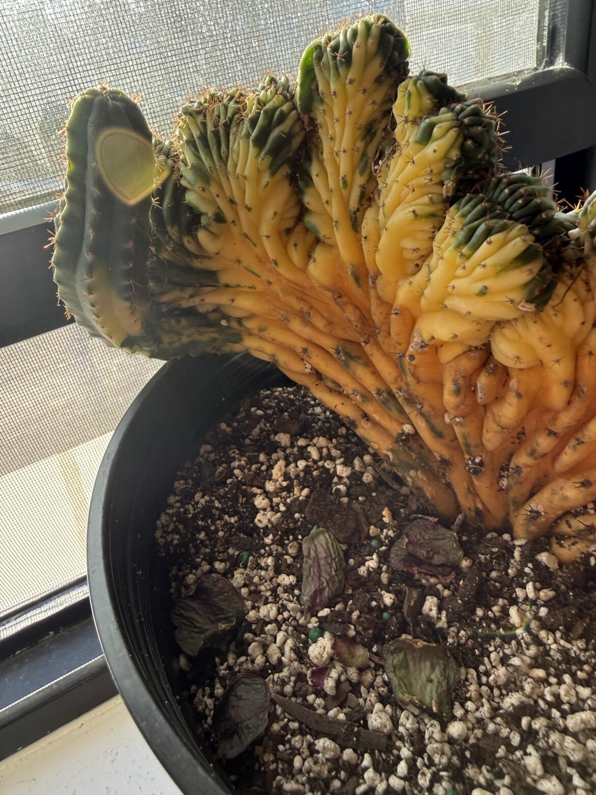 Should I cut and propagate?