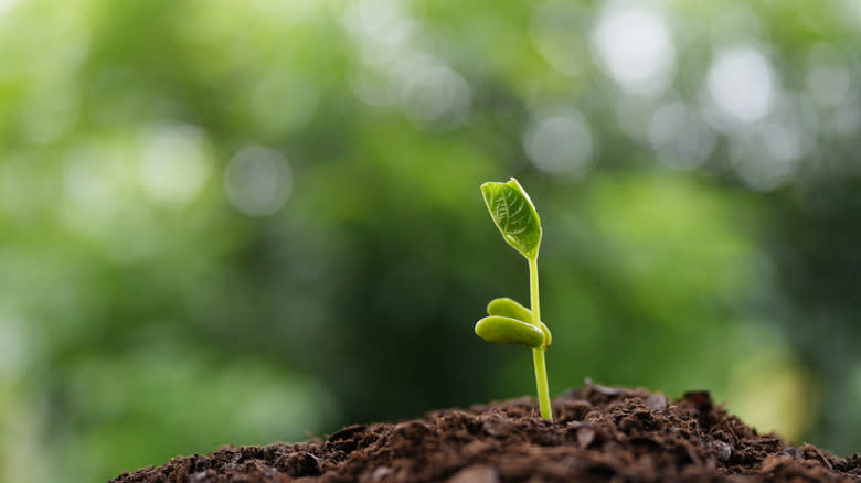 closeup shot of bean growing in soil