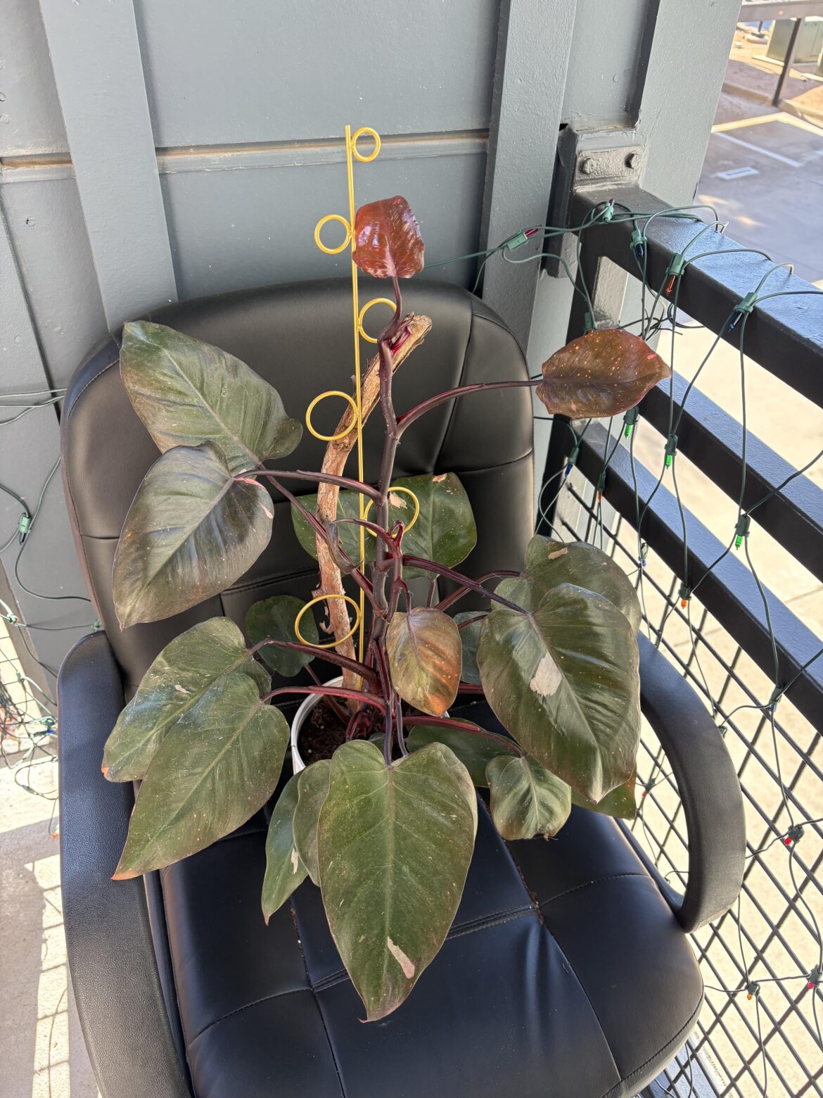 can i even call this a pink princess anymore??