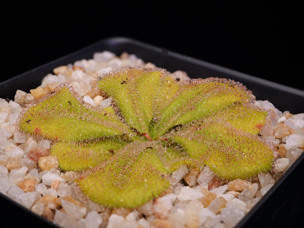 Late season macros of Drosera bulbosa
