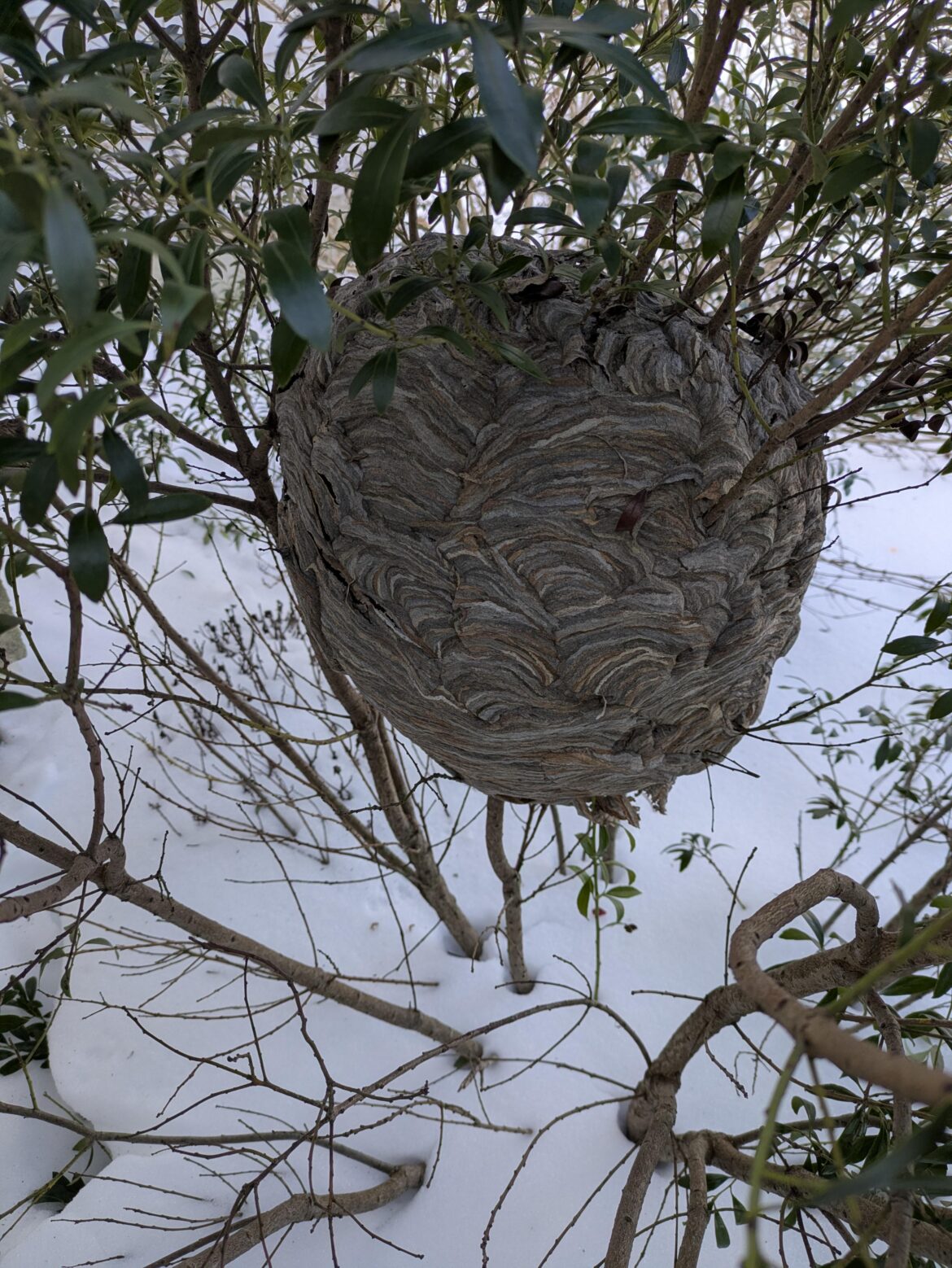 Discovered this monster Hive in a bush