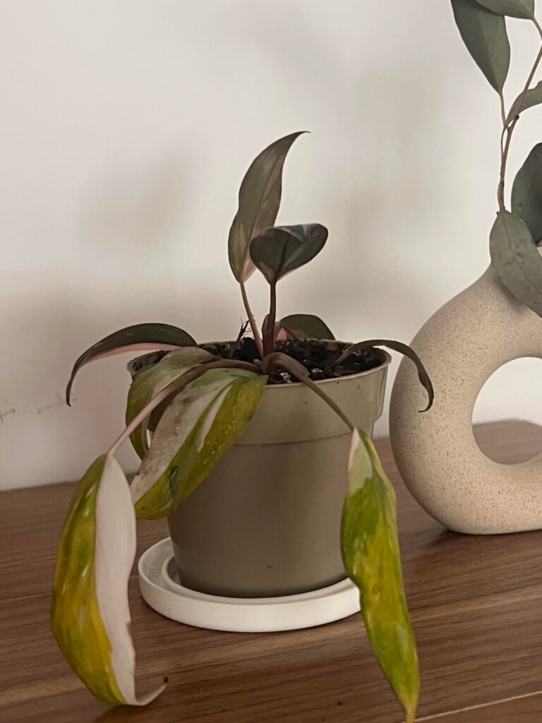 Pink Princess is sad princess 😥