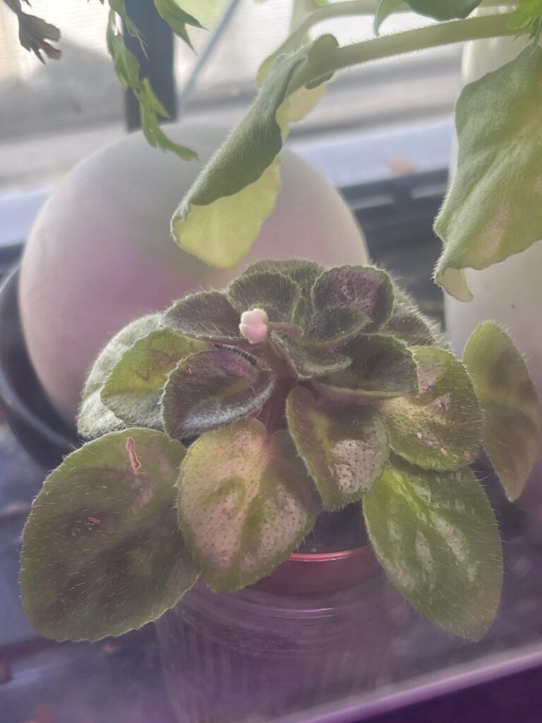 I thought this was perlite that had fallen onto her until I remembered that she has little white flowers with green edges