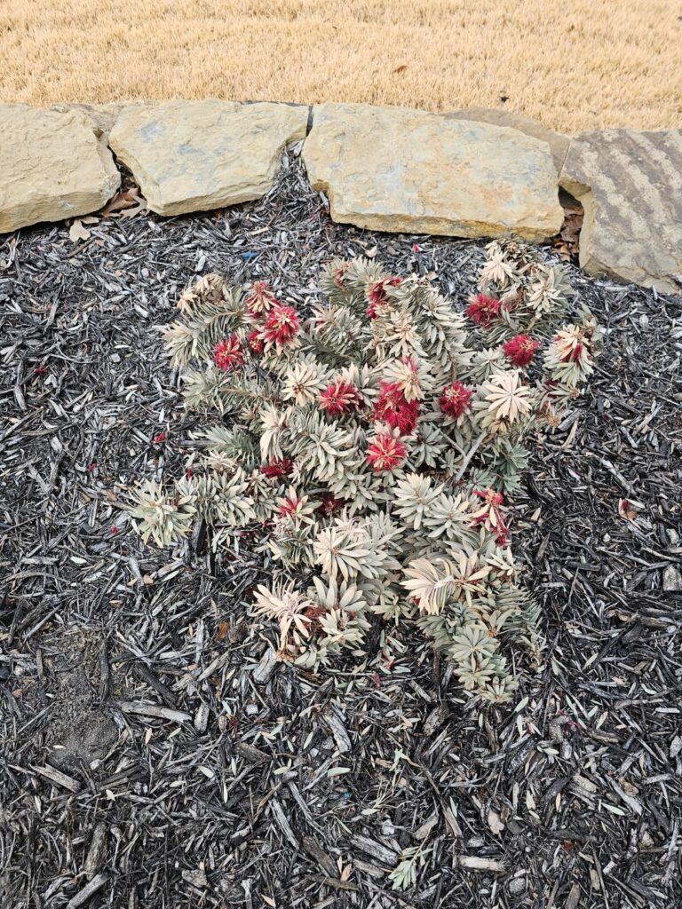 Frozen Bottlebrush shrubs Frozen Bottlebrush shrubs