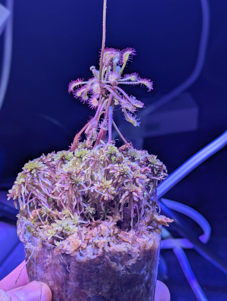 Cool roots phenomenon (IMO)