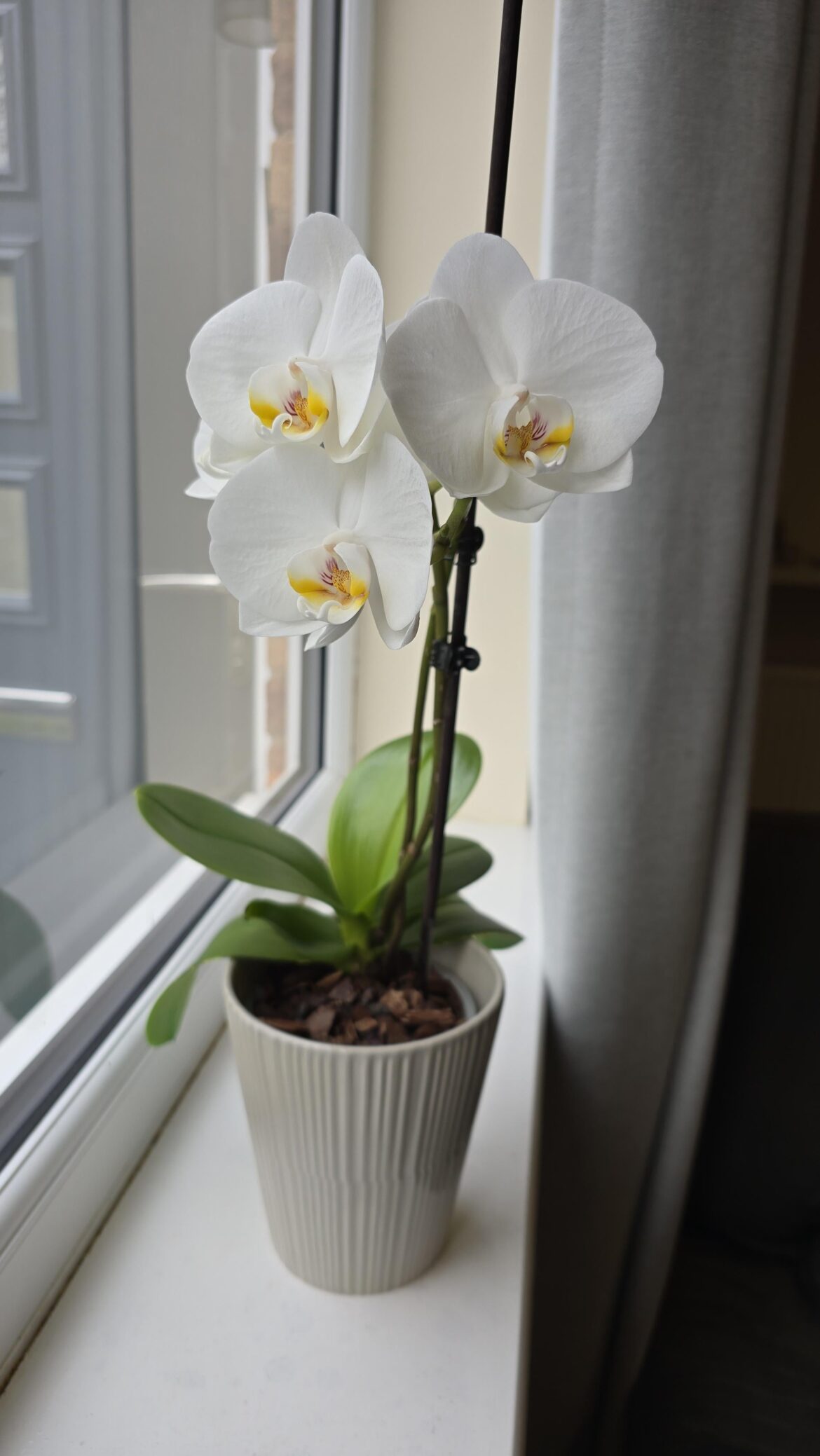 She is nothing special but it is the first time I manage to get a re-bloom! She is nothing special but it is the first time I manage to get a re-bloom!