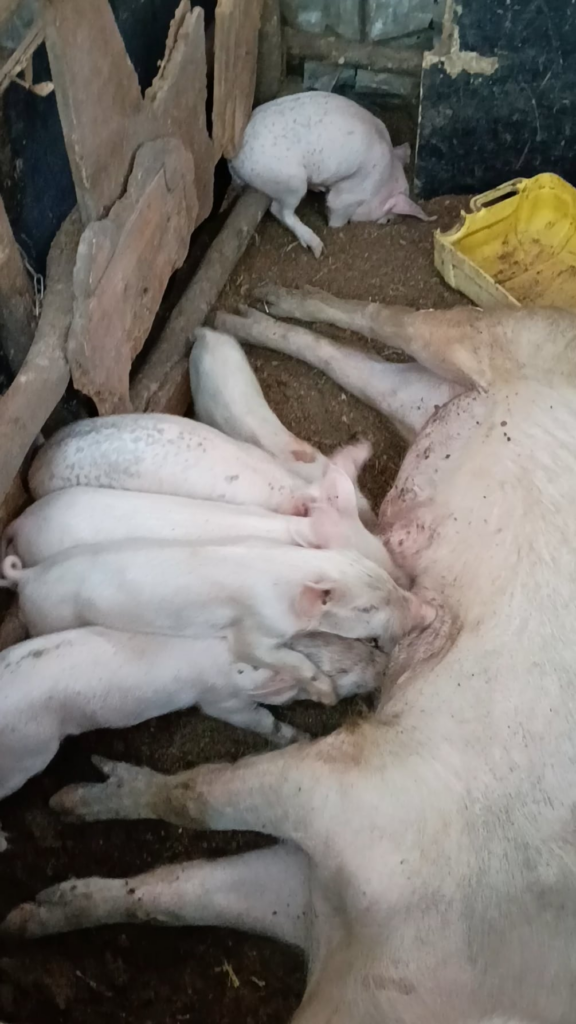 Feeding time! - Pig farming 🐖