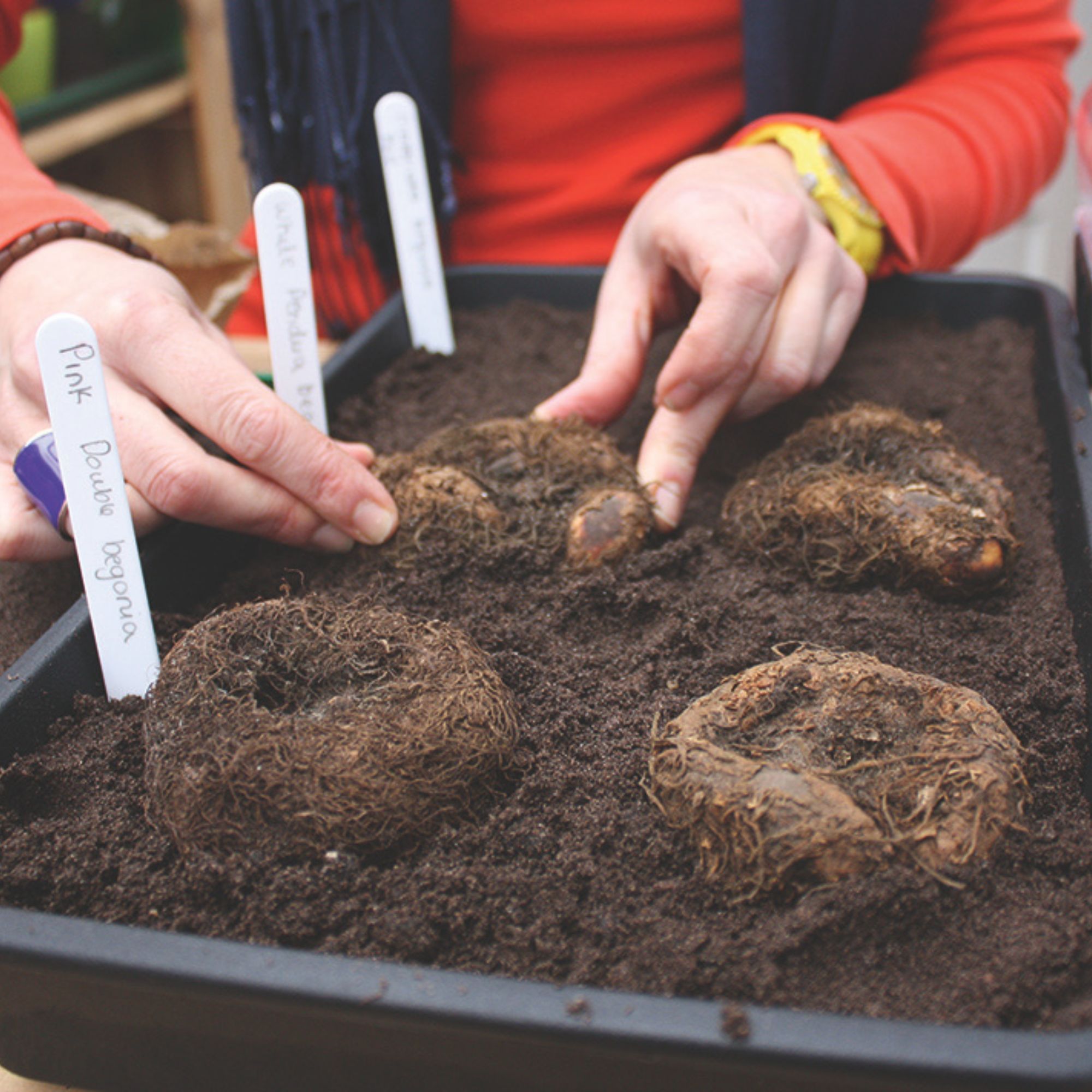begonia tubers in tray