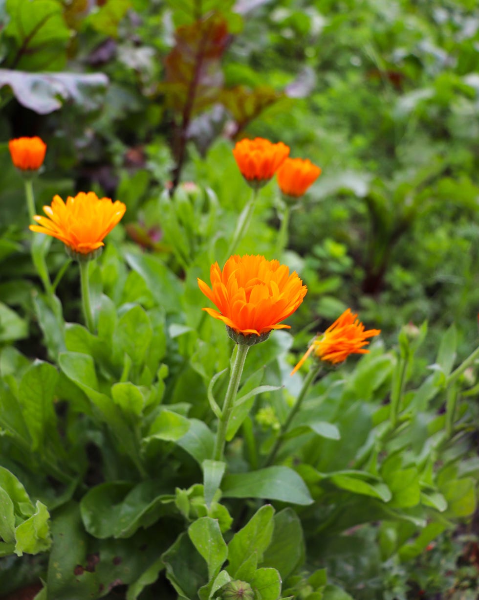 calendula flowers