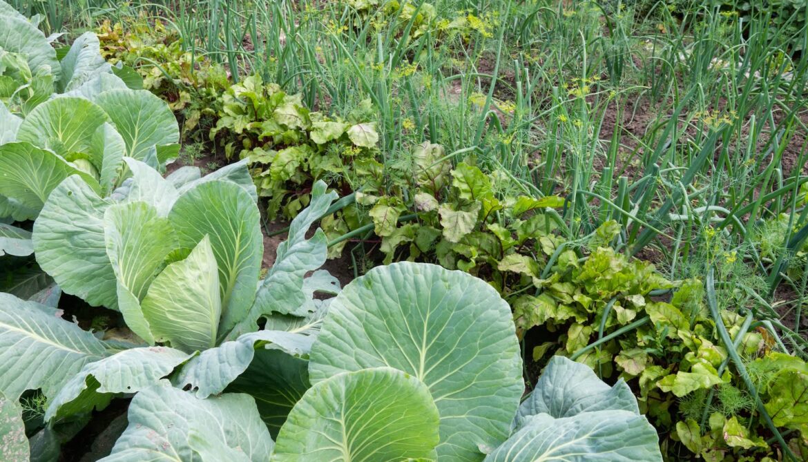 One clever gardener shared how to use cardboard and packaging material to prepare a healthy and weed-free wildflower bed.