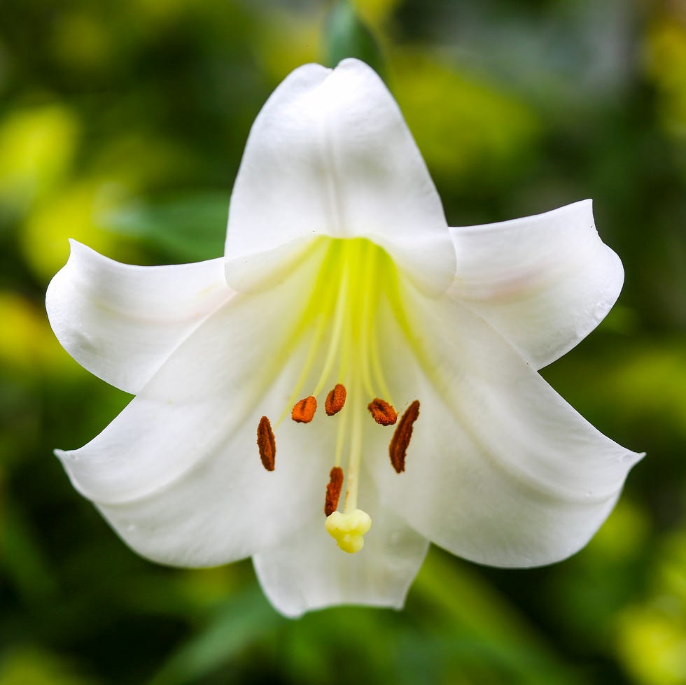 casa blanca lily growing in the garden