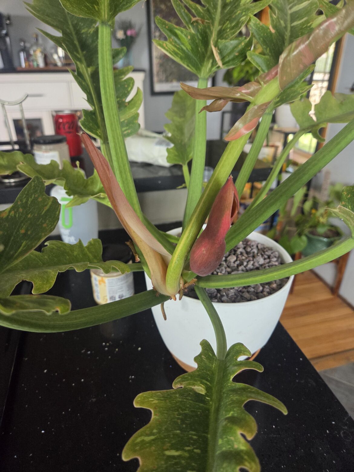 Is this getting ready to bloom?