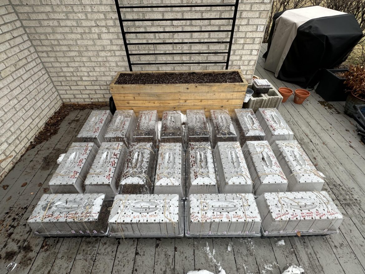 Winter sowing madness