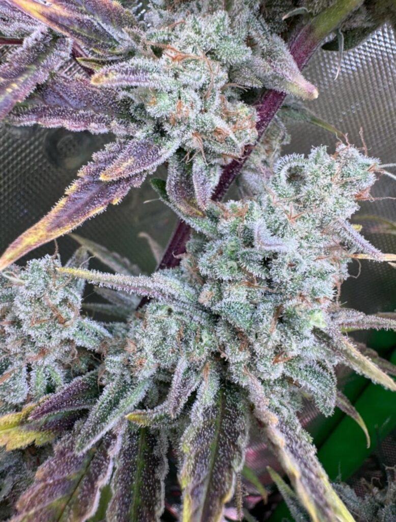 Another successful harvest