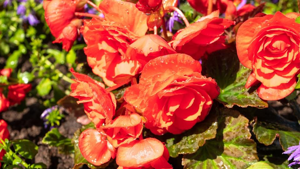 Close-up of a garden begonia or tuberous begonia with bright red flowers in drops.