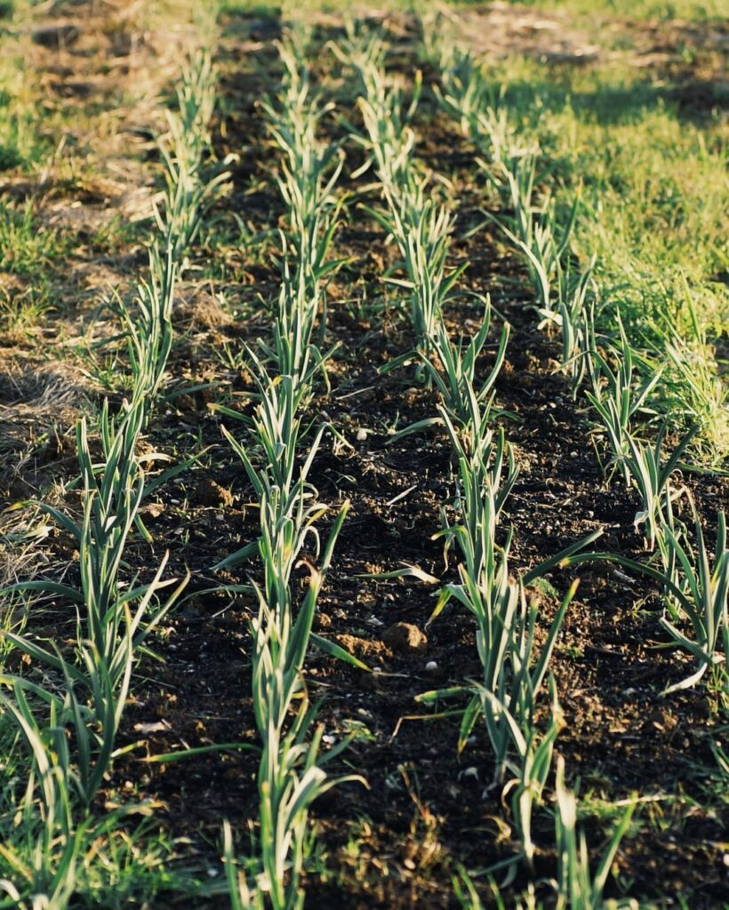 I looooove garlic. Can you tell ?