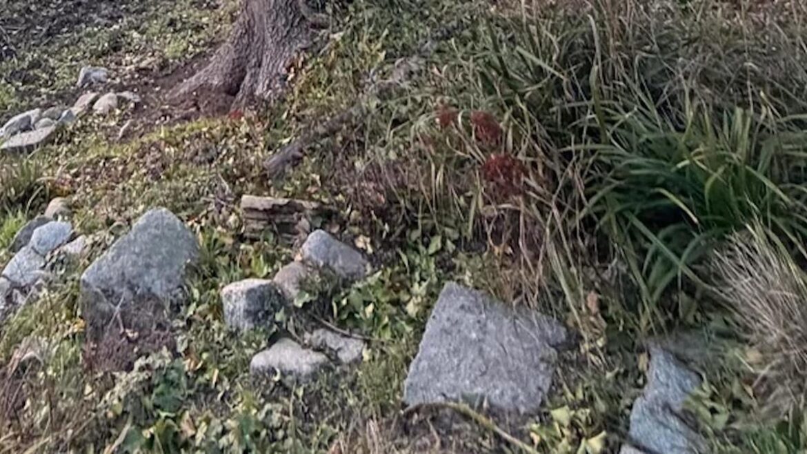 Homeowner warned after sharing photo of concerning growth on property: ‘Stay on it’ Homeowner warned after sharing photo of concerning growth on property: 'Stay on it'