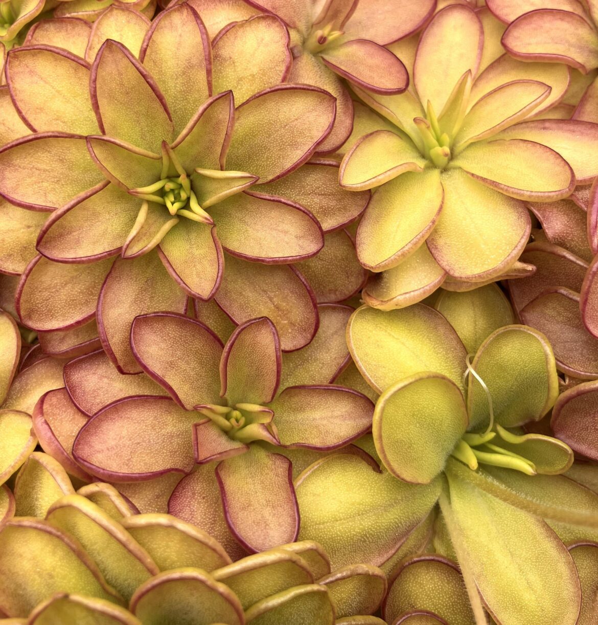 Pinguicula laueana x emarginata looking beautiful 🤩