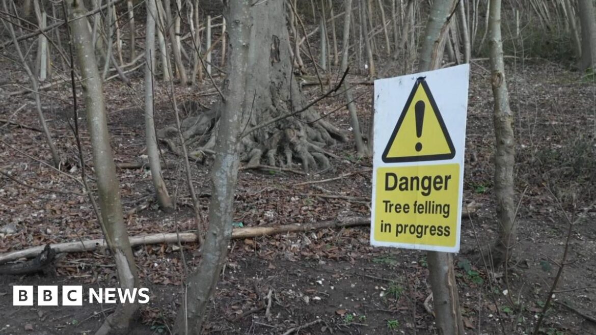 A winter woodland scene with a yellow hazard sign warns that tree felling is underway