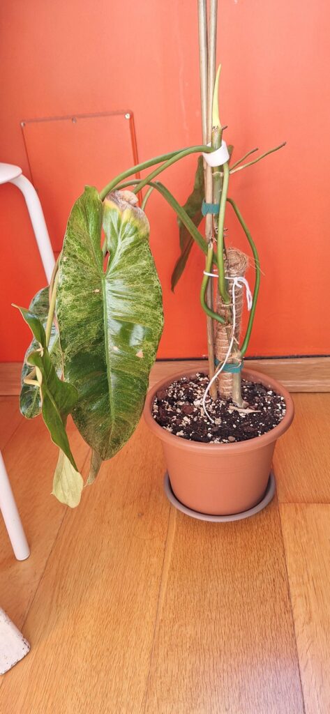 Help needed with my Philodendron Paraíso Verde Help needed with my Philodendron Paraíso Verde