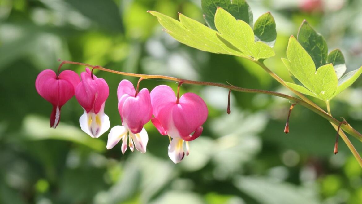 Plant These Flowers for a Lasting Romantic Message
