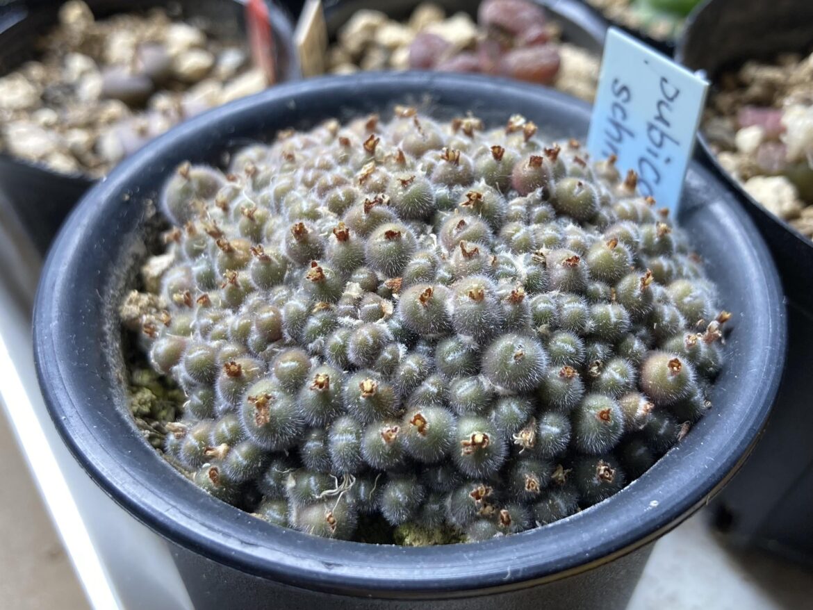 Conophytum pubicalyx