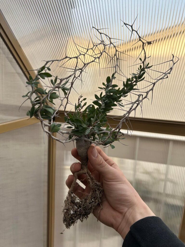 (BOOJUM) Fouquieria columnaris