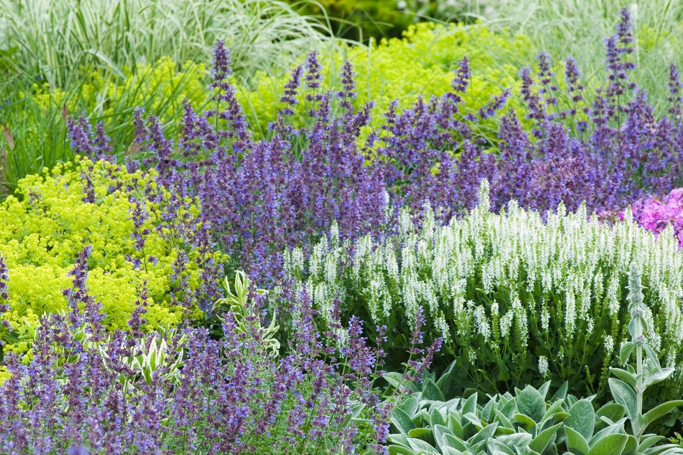 garden trends 2026