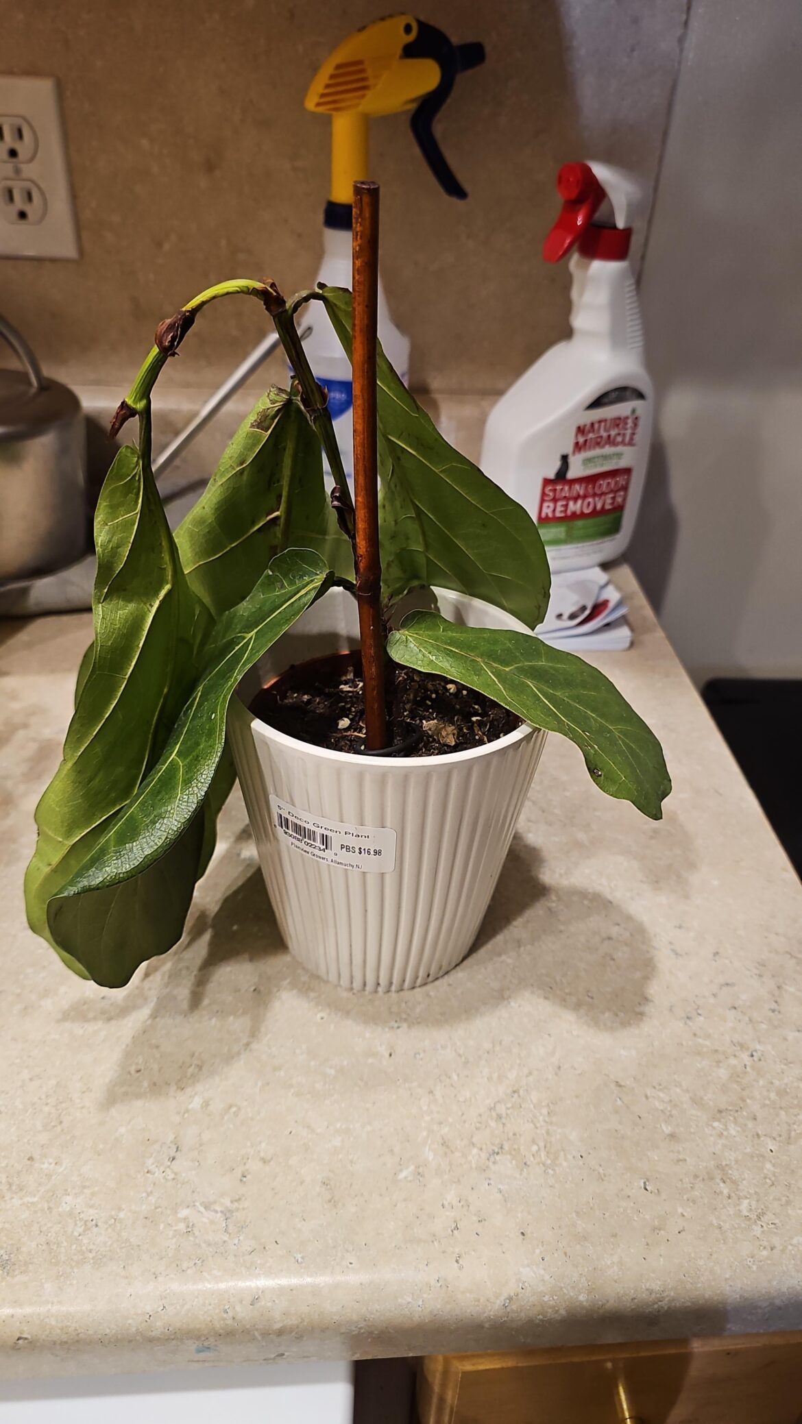 Help with new fiddle fig🙏