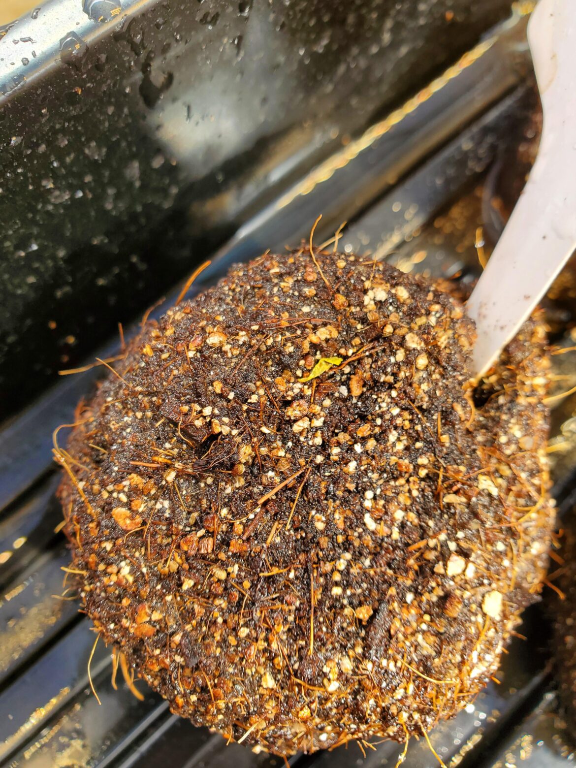 Does this look like grass or a tomato seedling?