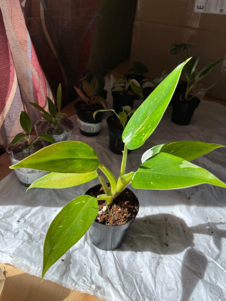 Mystery Philodendrons