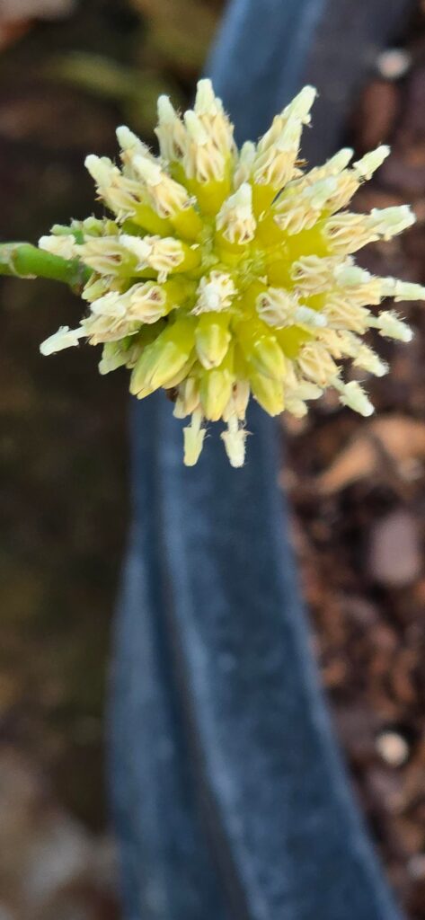 ISO other Mitragyna speciosa growers.