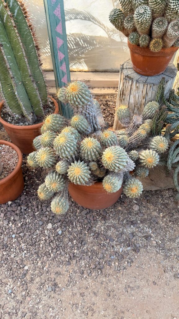 Photo dump from Bach’s Cactus Nursery in Tucson 🌵🏜️