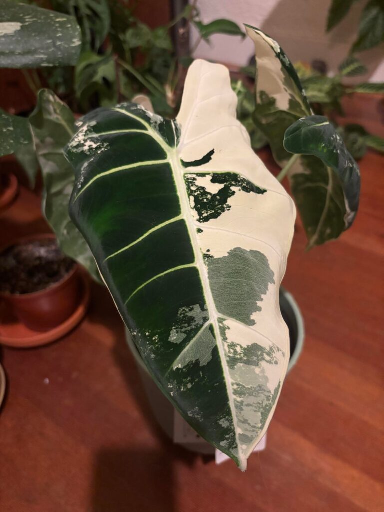 New variegated Frydek