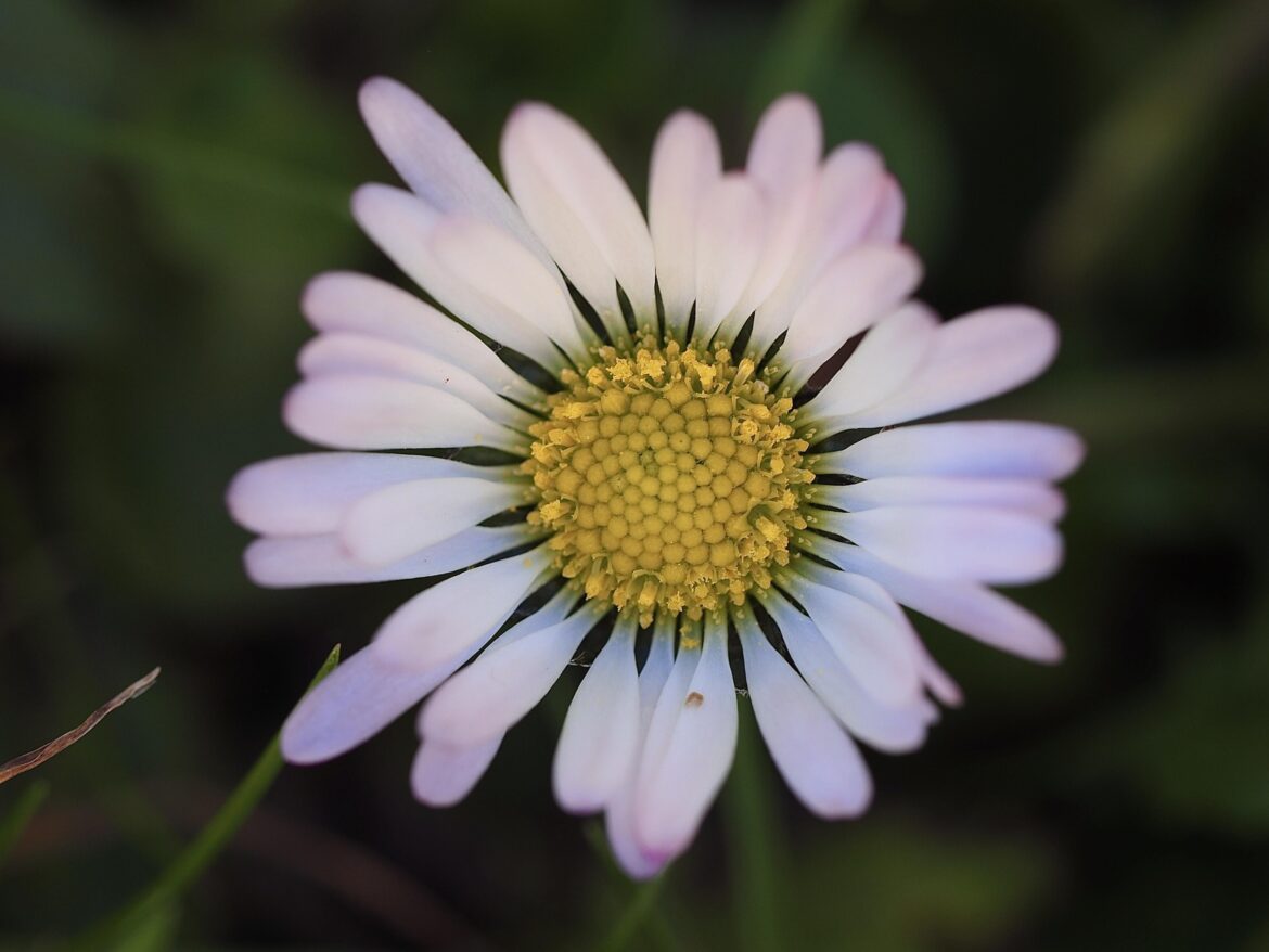First Bellis perennis this year [OC]