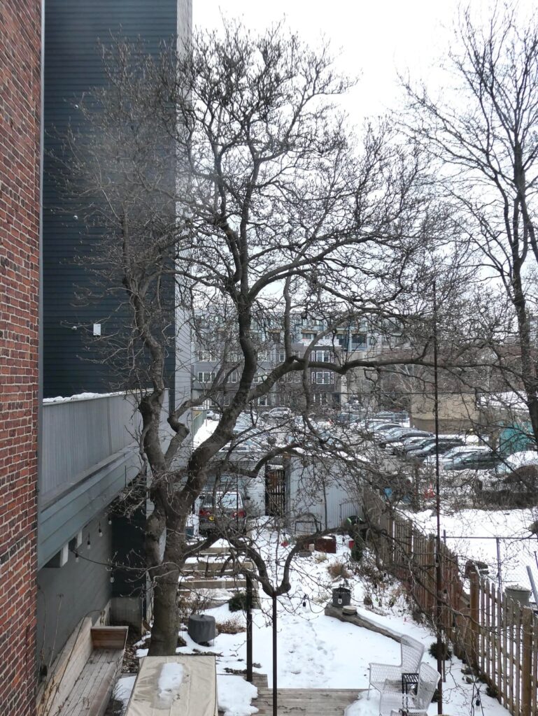 pruning mature magnolia