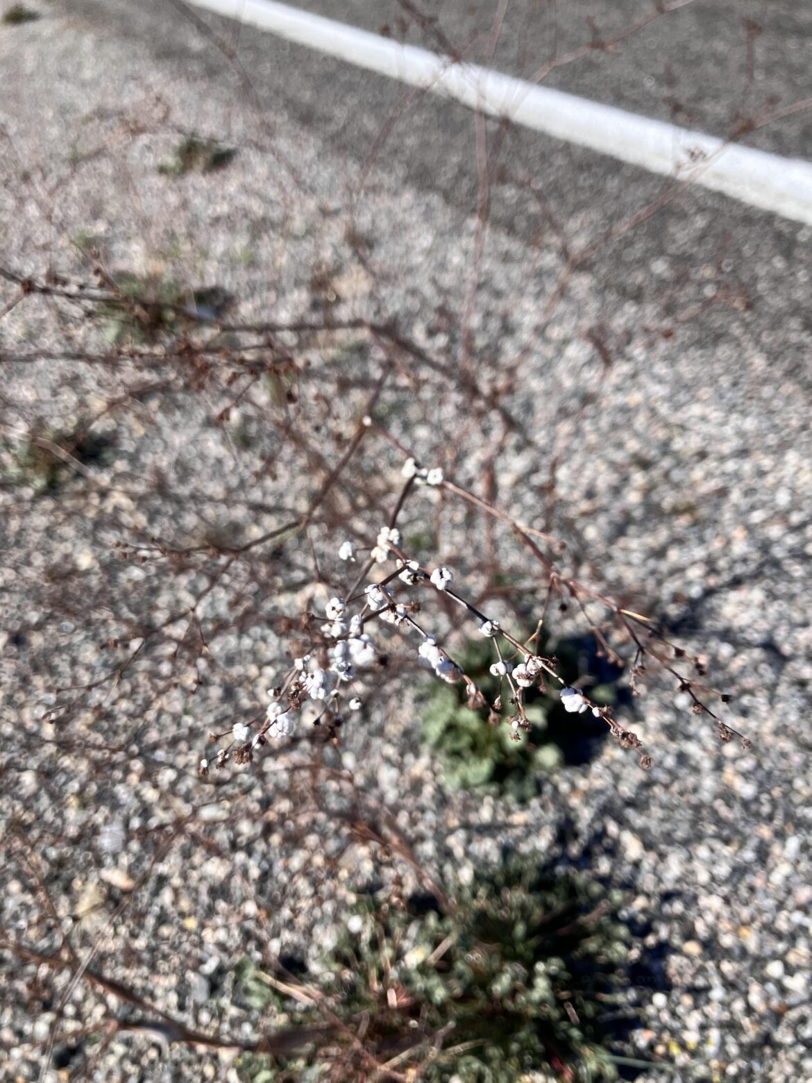 Galls on Eriogonum inflatum (Desert Trumpet)