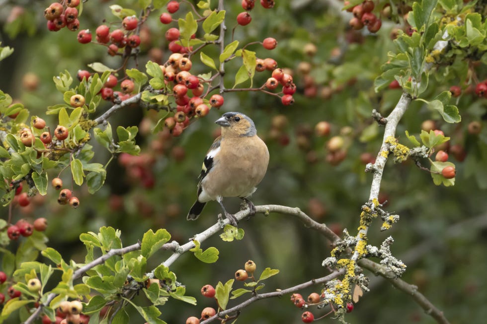 Eurasian chaffinch (Fringilla coelebs) adult male bird in a hawthorn hedgerow with red berries in summer, England, United Kingdom eurasian chaffinch (fringilla coelebs) adult male bird in a hawthorn hedgerow with red berries in summer, england, united kingdom