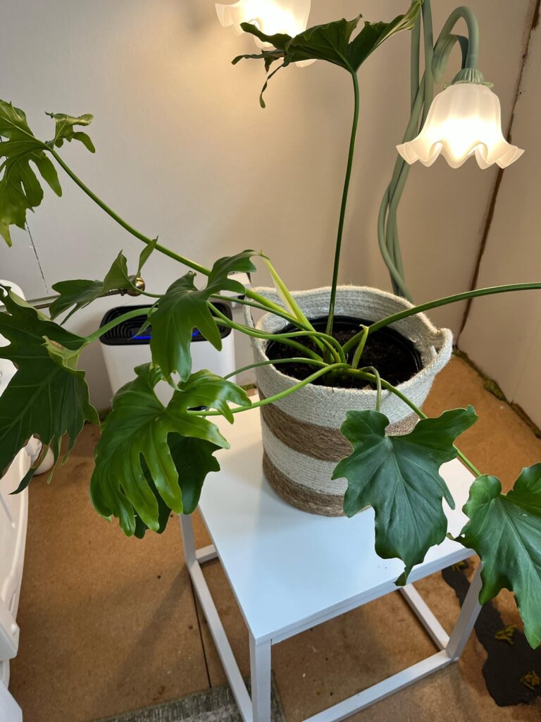 How do I propagate my philodendron?