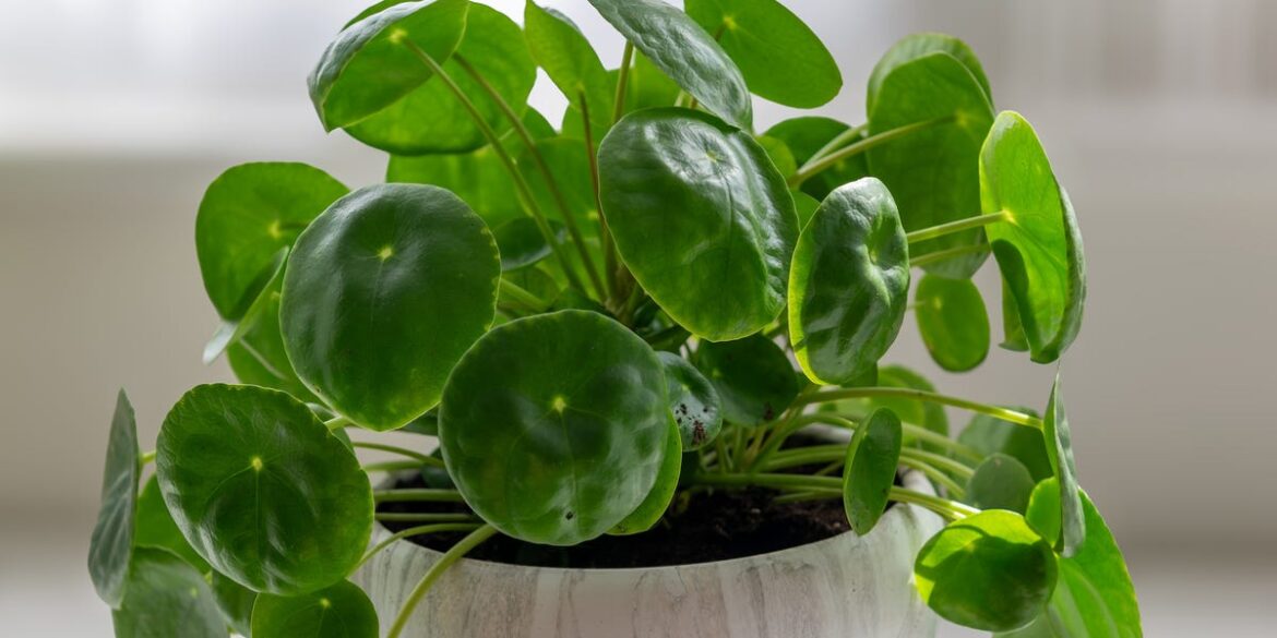 Heating On? These 3 Houseplants Won’t Mind the Dry Air Heating On? These 3 Houseplants Won’t Mind the Dry Air