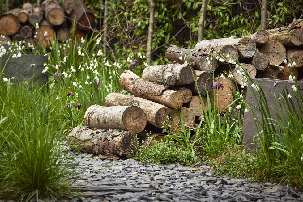 woodlandstyle garden in chiswick