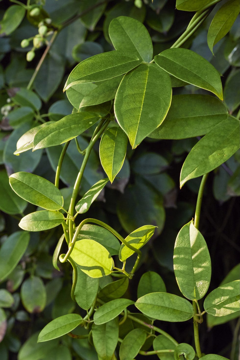 woodlandstyle garden in chiswick