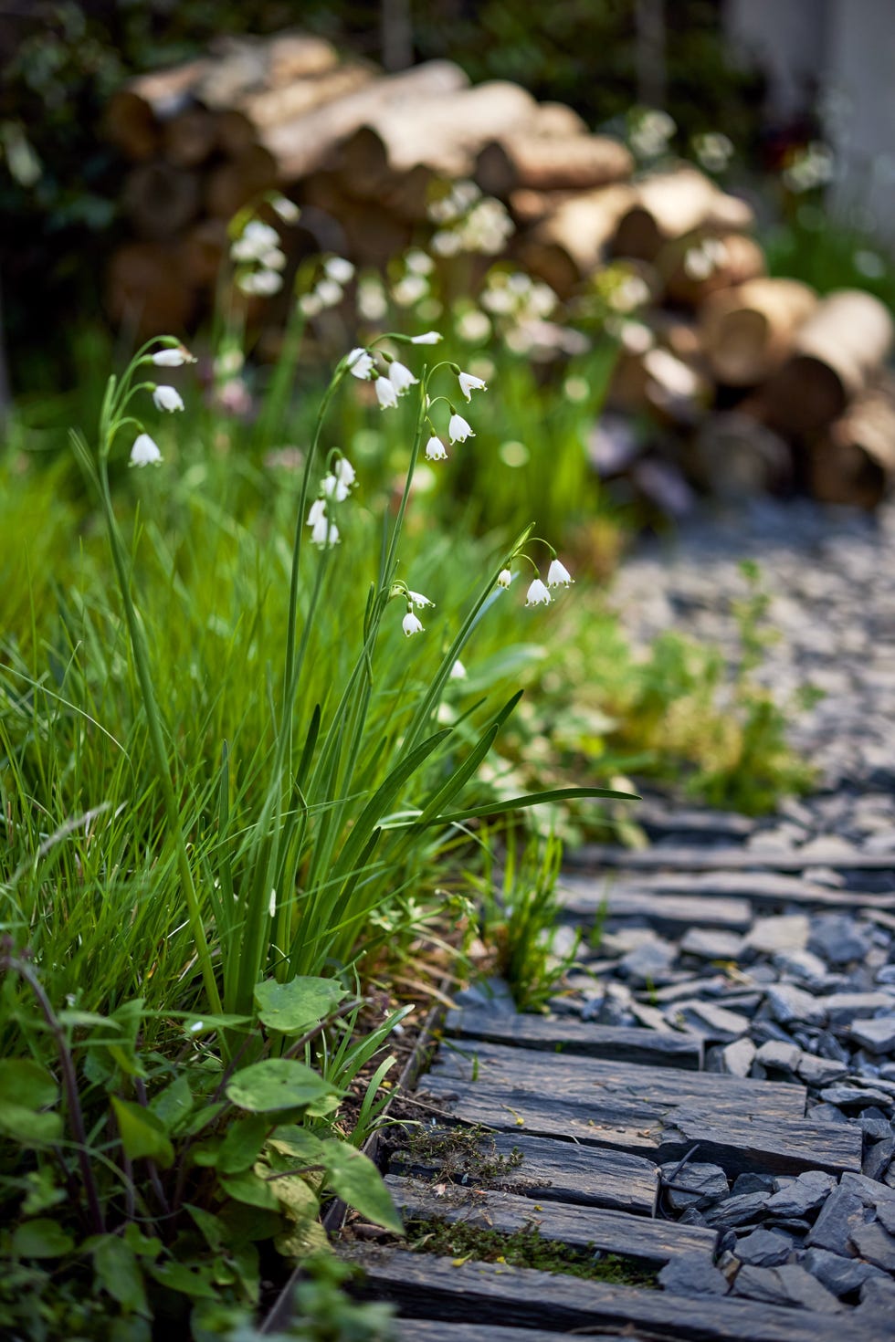 woodlandstyle garden in chiswick