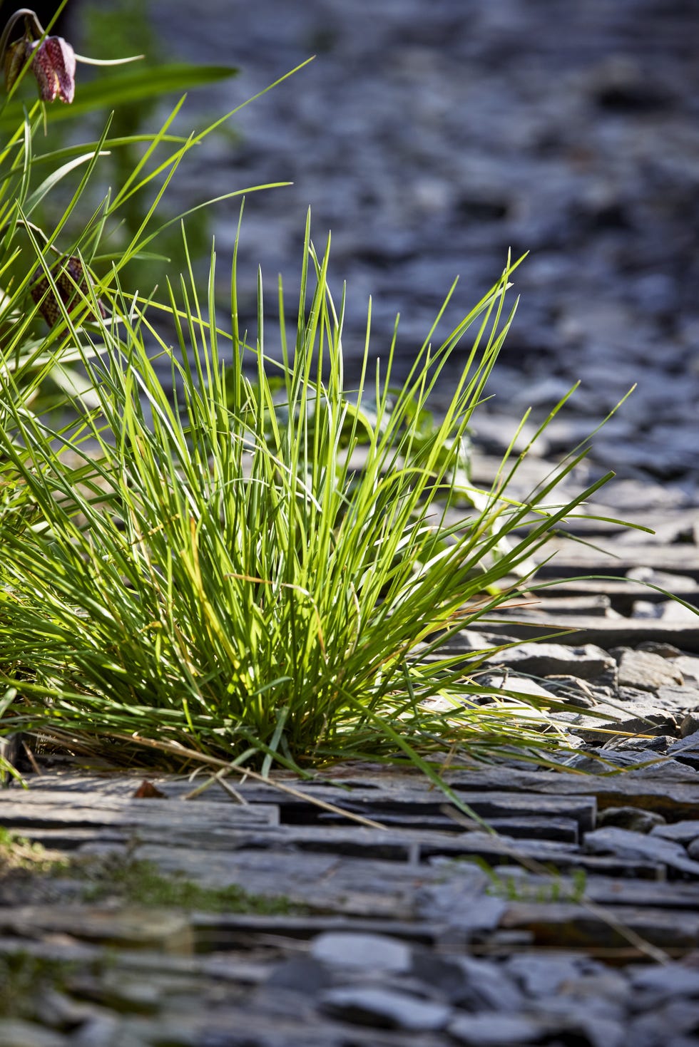 woodlandstyle garden in chiswick