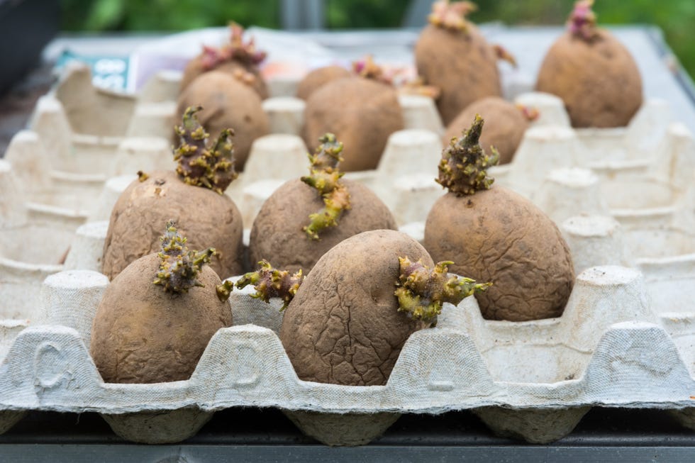 potato tubers (solanum tuberosum) being chitted in an egg carton in preperation for planting in the soil