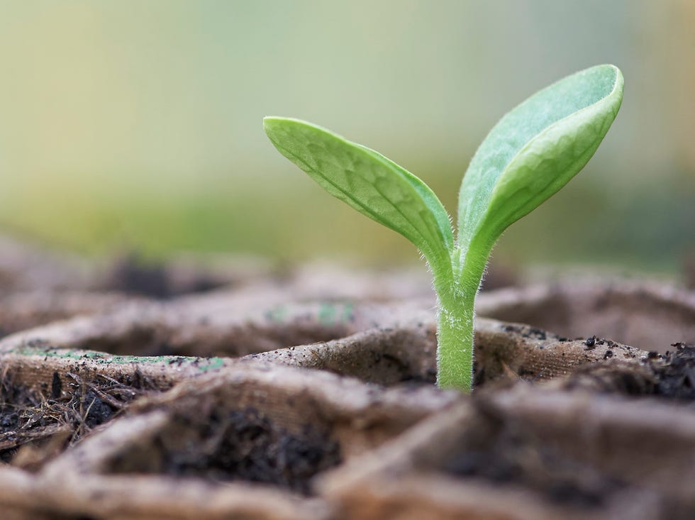 a single healthy green vegetable seedling growing in a compostable, plastic free seed tray