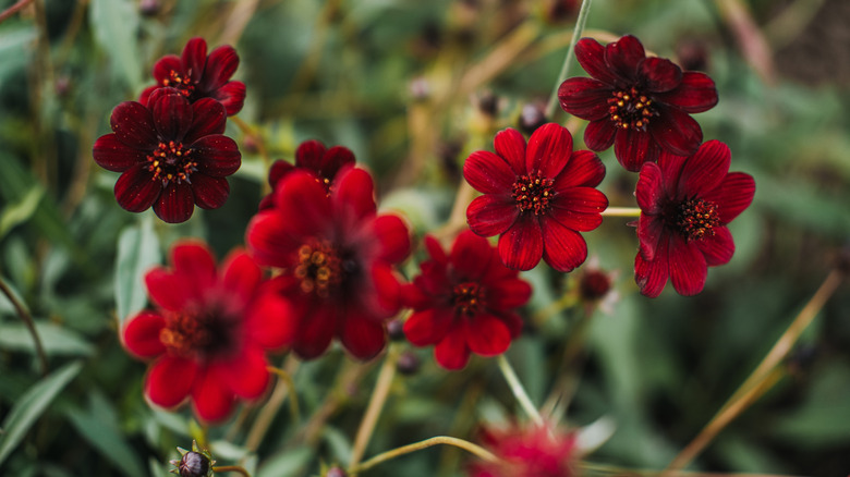 Closeup of burgundy chocolate cosmos blooms